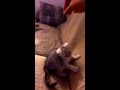 Kitten play his toy