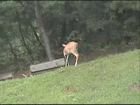 Virginia Deer Photo 6