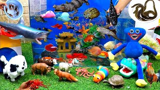 Collection of video Catch Cute Animals, Rainbow Chicken, Rabbit, Turtle, Crocodile, Goldfish