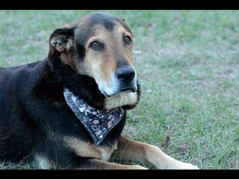 how-to-make-a-pet-bandana--diy-tutorial