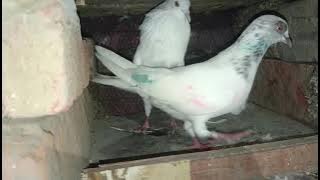 5hago#pigeon #kabootar #shorit #birds 8273049764🕊️🕊️🕊️👍👍🤝🤝🐍🐍🖕🖕💯💯☎️☎️🔥🔥