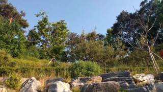 Download Lagu Sound of cuckoo Bird in Anjung Pyongtaek South Korea Download Lagu Sound of cuckoo Bird in Anjung Pyongtaek South Korea