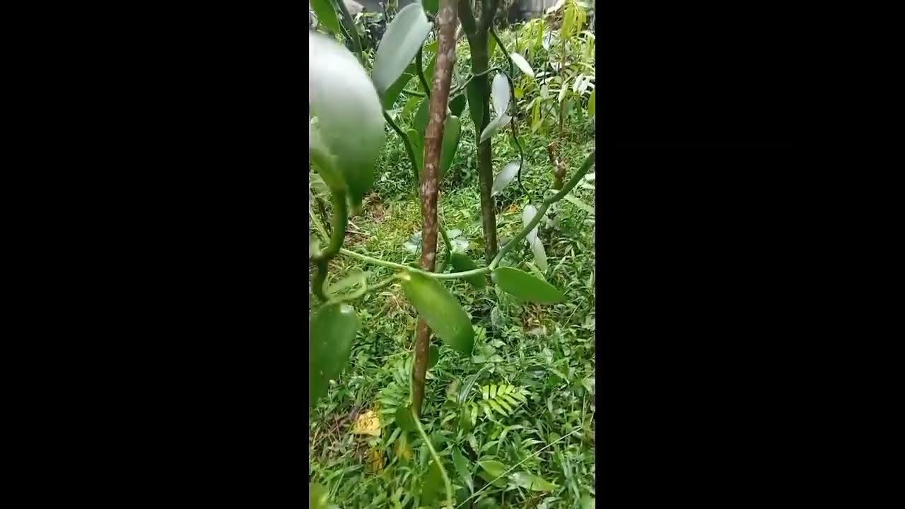 Cara merawat tanaman vanili agar cepat berbuah #Budidaya vanili#Emas