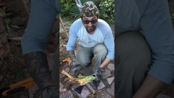 Come eliminare la farfalla delle palme?