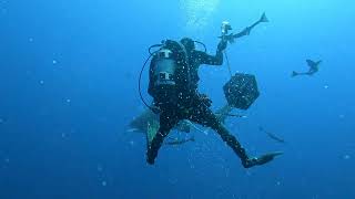 Close Encounter With Sharks In The Wild