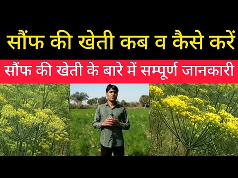 सौंफ की खेती-कब करें/कैसे करें/क्यों करें/कहाँ करें||Saunf Ki Fasal Nagaur Rajasthan||Sonf Ki Kheti
