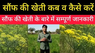 सौंफ की खेती-कब करें/कैसे करें/क्यों करें/कहाँ करें||Saunf Ki Fasal Nagaur Rajasthan||Sonf Ki Kheti screenshot 1