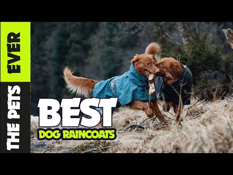 The 5 Best Dog Raincoats Of 2023  By The Pets Ever