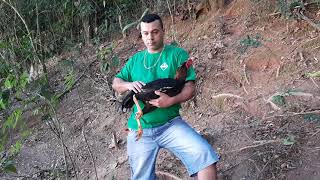 quanto custa um galo de raca