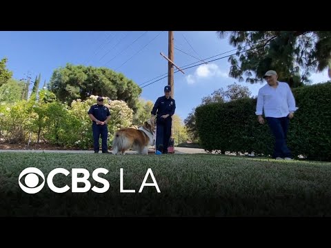 Pasadena dog reunites with firefighters who rescued him