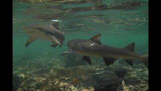 Shark Bay - Ilha do Sal