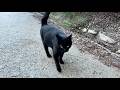 やって来た黒猫ちゃんの足止めの仕方が見事だった