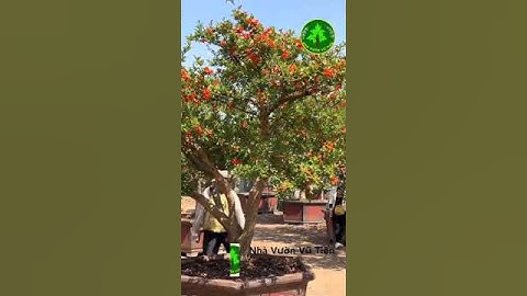 Cây Lựu Cổ Kín Hoa Đỏ Rực Rỡ Cực Đẹp| Nhà Vườn Vũ Tiến#shorts
