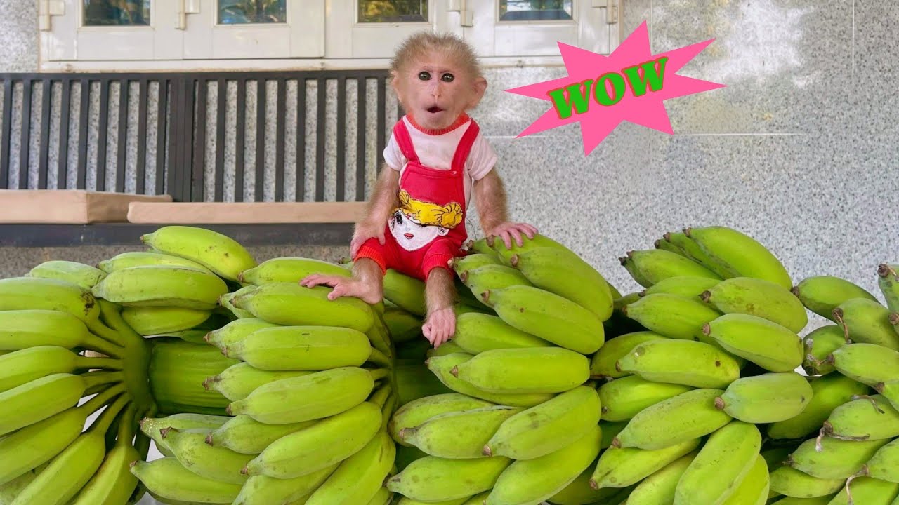 Lulu Couldn’t Believe Her Eyes Seeing Dad’s Giant Banana Bunch