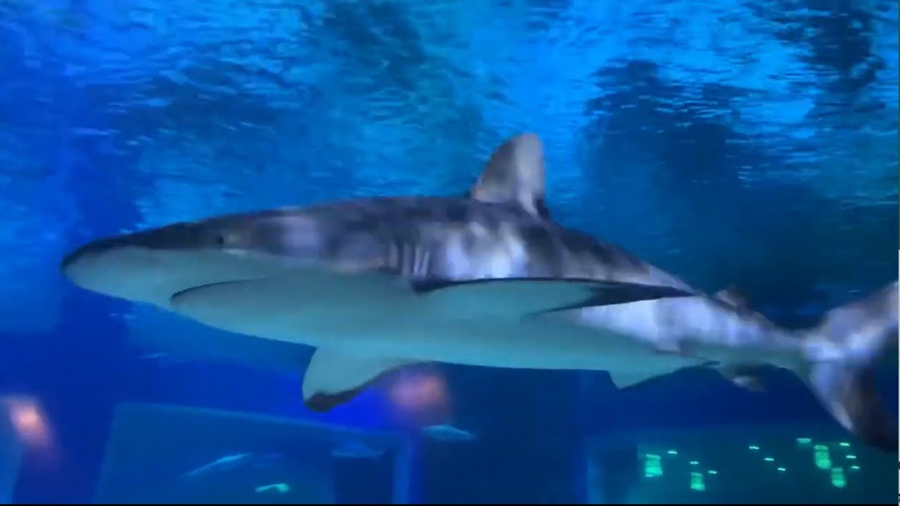 Draper Aquarium Salt Lake City Utah YouTube