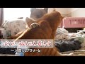 【一人暮らしの多頭飼い】仕事の日、幸せなお昼休憩ルーティン【daytime】