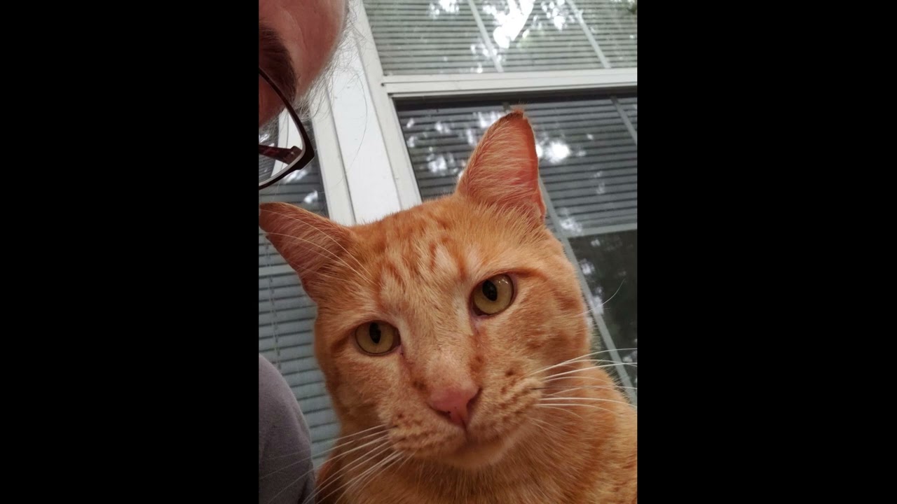 Orange Cat tribute