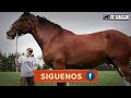 El Caballo Mas Grande Del Mundo