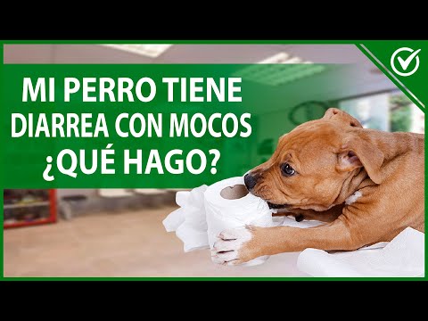 Video: Mi mascota tiene diarrea! ¿Lo que está mal con él?