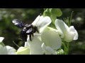 Пчела - плотник (Xylocopa valga)