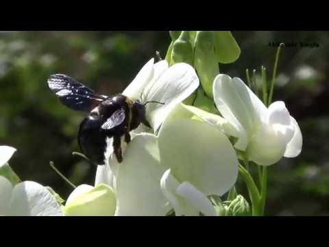 Video: Izolace Biologicky Aktivních Peptidů Z Jedu Japonských Tesařů, Xylocopa Appendiculata