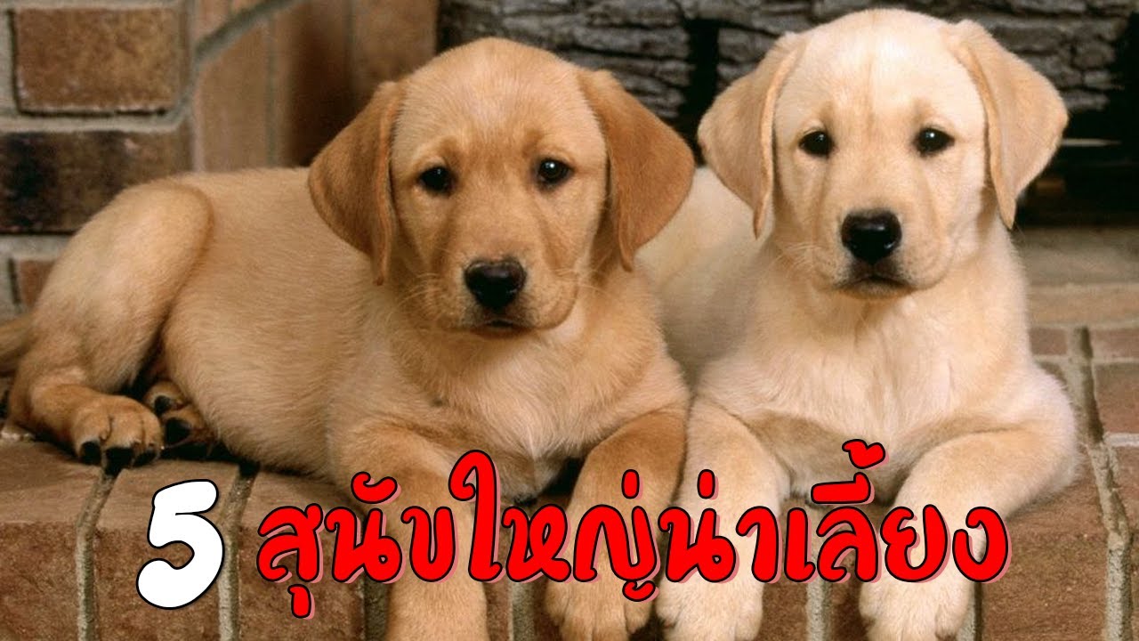 หมา พันธุ์ ใหญ่ ขน ยาว 2022 5 สายพันธุ์ สุนัขพันธุ์ใหญ่น่าเลี้ยง