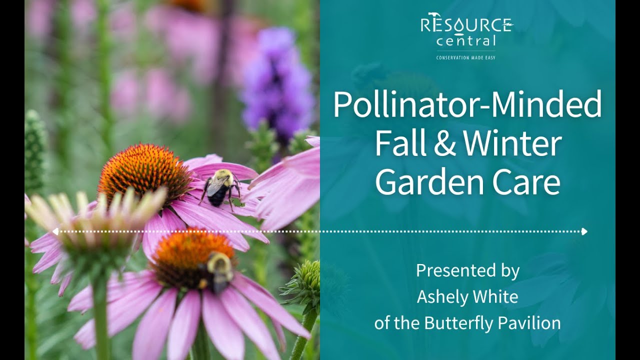 Pollinator-Minded Fall & Winter Garden Care