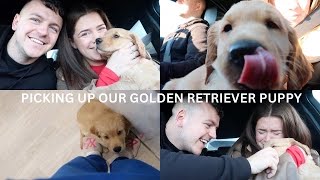 PICKING UP OUR FIRST GOLDEN RETRIEVER PUPPY