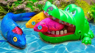 NEW VIDEO OF FUNNY FISH💕RAINBOW CARP STEALS EGGS AND ESCAPE FROM ASMR POLICE CAR - Stop Motion ASMR