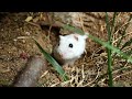 Une anne dans une maison de hamster pleine de terre