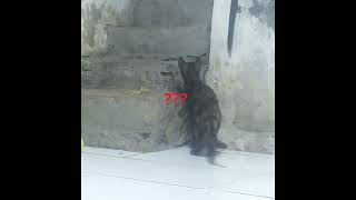 Kocing Opo Iki Bisa Kelihat Sitsn
