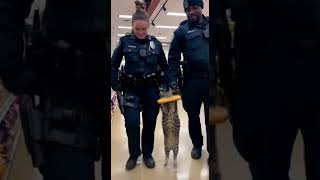 Cat Arrested For Stealing Meat Real Body Cam Footage