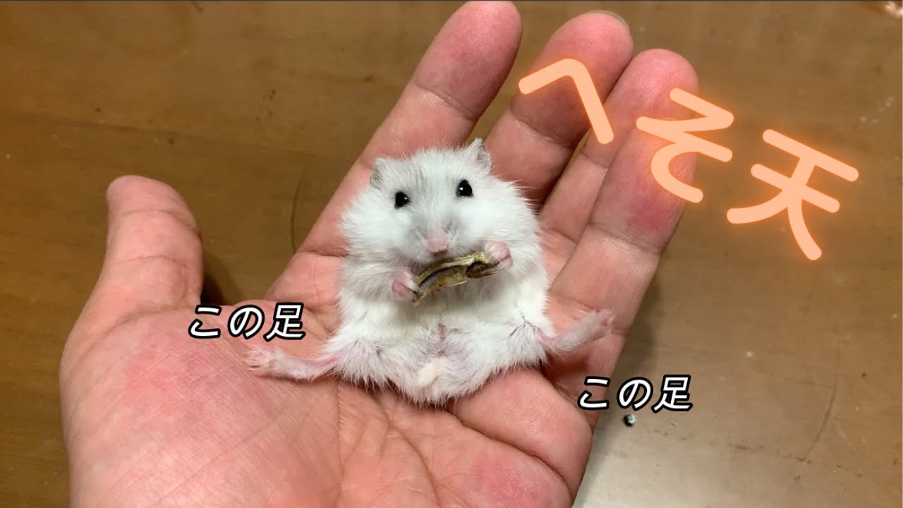 ジャンガリアン 初めての ヘソ天 エサに夢中のハムスター Youtube