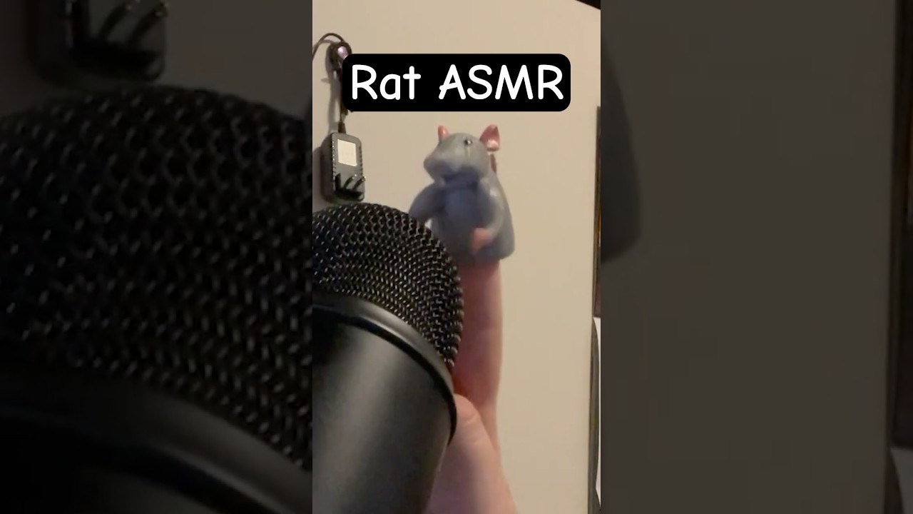 Rat ASMR - #rat #asmr #experimentalasmr