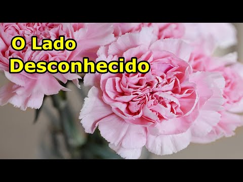 Vídeo: O Que São Sonhos Rosa