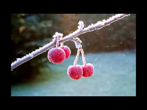 А вишня в саду всё цвела и молчала Играет и поёт Павел Сивков баян 