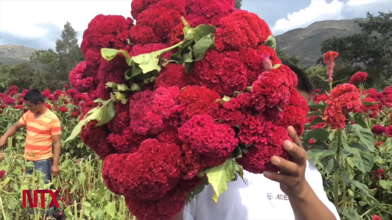 Chilapa de Álvarez , tierra de productores de flores de cempasúchil y  terciopelo - YouTube
