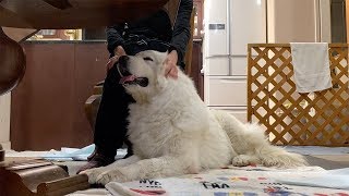 延々と永遠になでてほしいルンルンです　Great Pyrenees　グレートピレニーズ