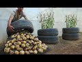 What a pity if you don&#39;t know about this method of growing potatoes in tires. Large, many tubers