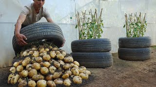 What a pity if you don&#39;t know about this method of growing potatoes in tires. Large, many tubers