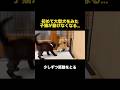 初めて大型犬をみた子猫が動かなくなっちゃいました...【ゴールデンレトリバー・ボーダーコリー】#shorts