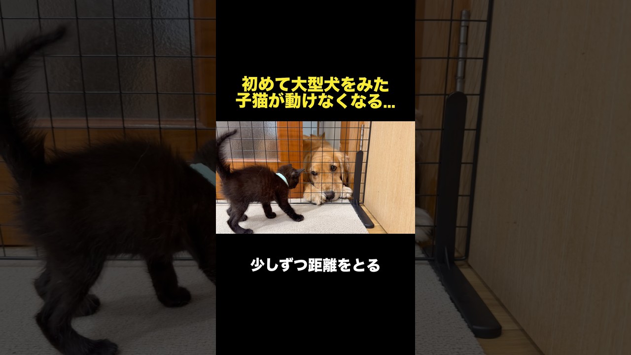 初めて大型犬をみた子猫が動かなくなっちゃいました...【ゴールデンレトリバー・ボーダーコリー】#shorts