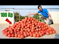 How Much Juice in 100 Kg Pomegranates? 100 Kg अनार में कितना जूस (रस) निकलेगा?