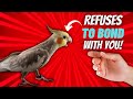 5 TIPS ON WHAT TO DO IF YOUR BIRD REFUSES TO BOND WITH YOU