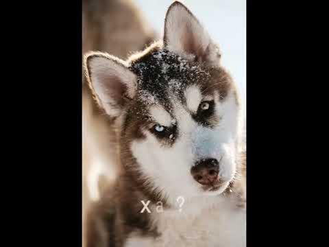 кого вы выбрали? - YouTube
