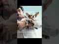 Leo is the cutest dog I've ever seen#leo#dog#cutedog#puppy#f1#charlesleclerc#alexandraleclerc#cutie