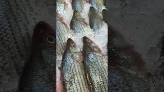 Conque nombre conoce este pescado