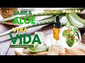 Sabila o Aloe vera para combatir el cáncer (receta incluida)