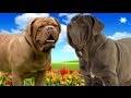 Dogue de Bordeaux VS Neapolitan Mastiff   Highlights の動画、YouTube動画。