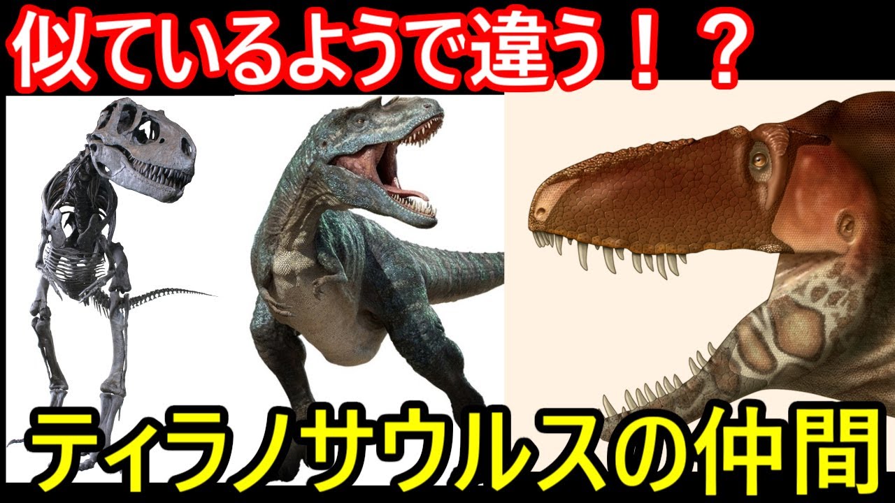 あなたは違いを知ってる！？ティラノサウルスの仲間3選！！【ゆっくり解説】【ゆっくり達の恐竜解説＋】ゴルゴサウルスダスプレトサウルスアルバートサウルス①